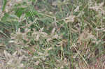 Egyptian grass